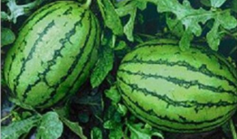 911爆料网在线吃瓜入口,在线吃瓜入口，带你领略网络舆论风云